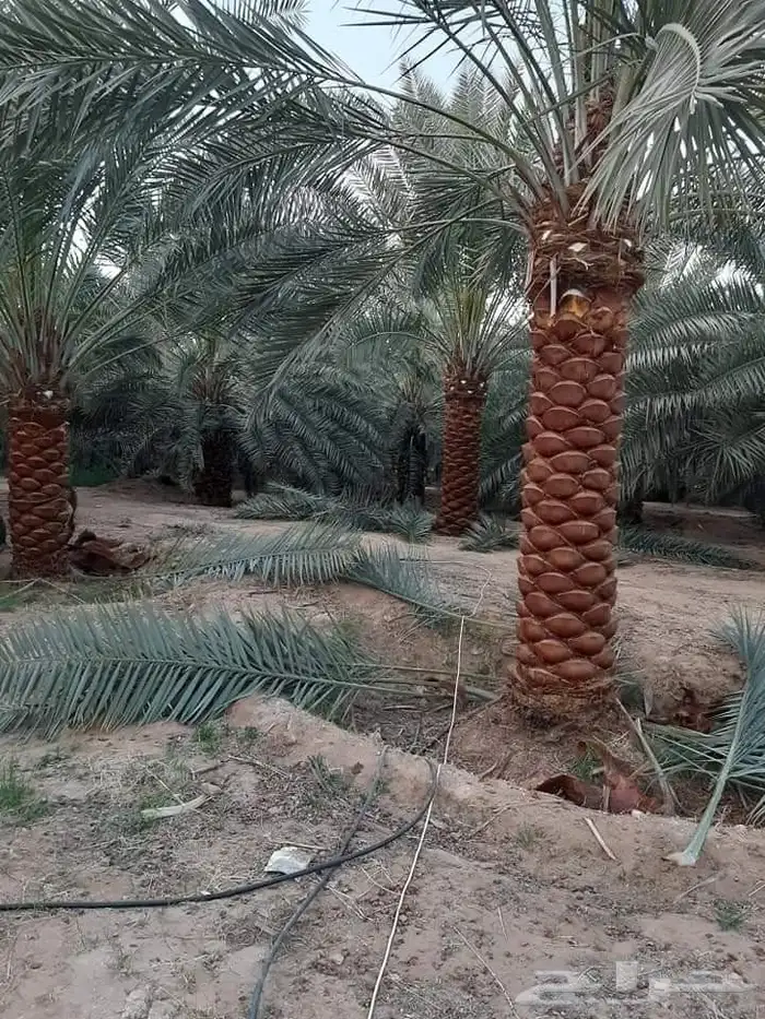 نخل للبيع 5