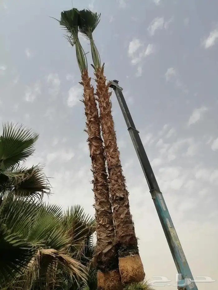 نورد جميع انواع النخل عربي ووشنطني الى جميع مناطق 4