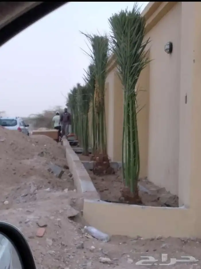 نخل للبيع 8