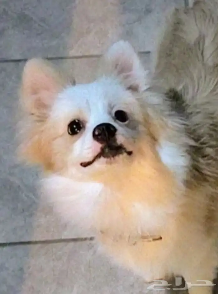 كلب بومرينيان راح الله يبارك للي شراه 2