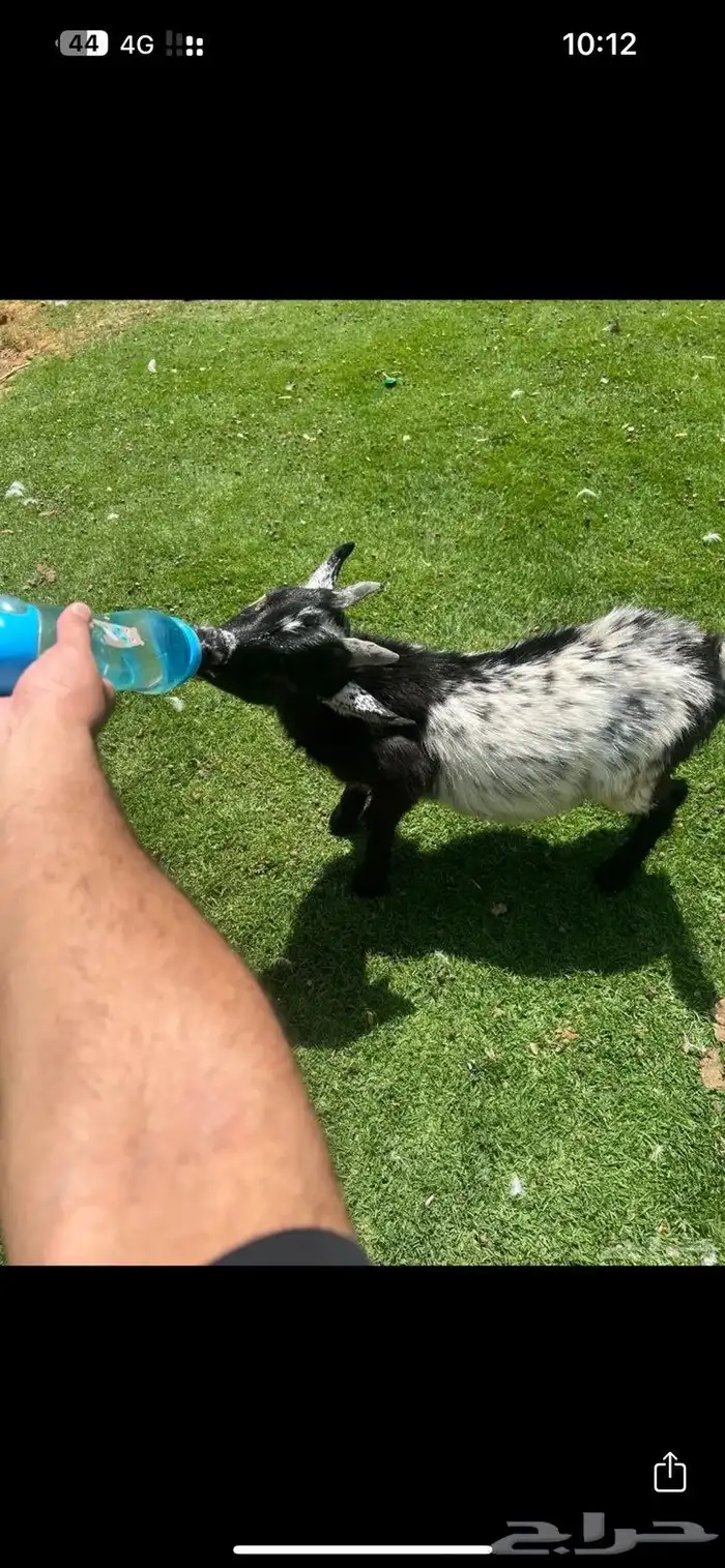 تيس قزم للبيع على السوم 2