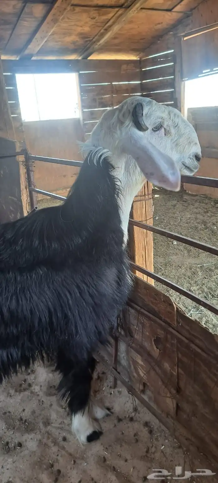 مشروع فحل نجدي 1