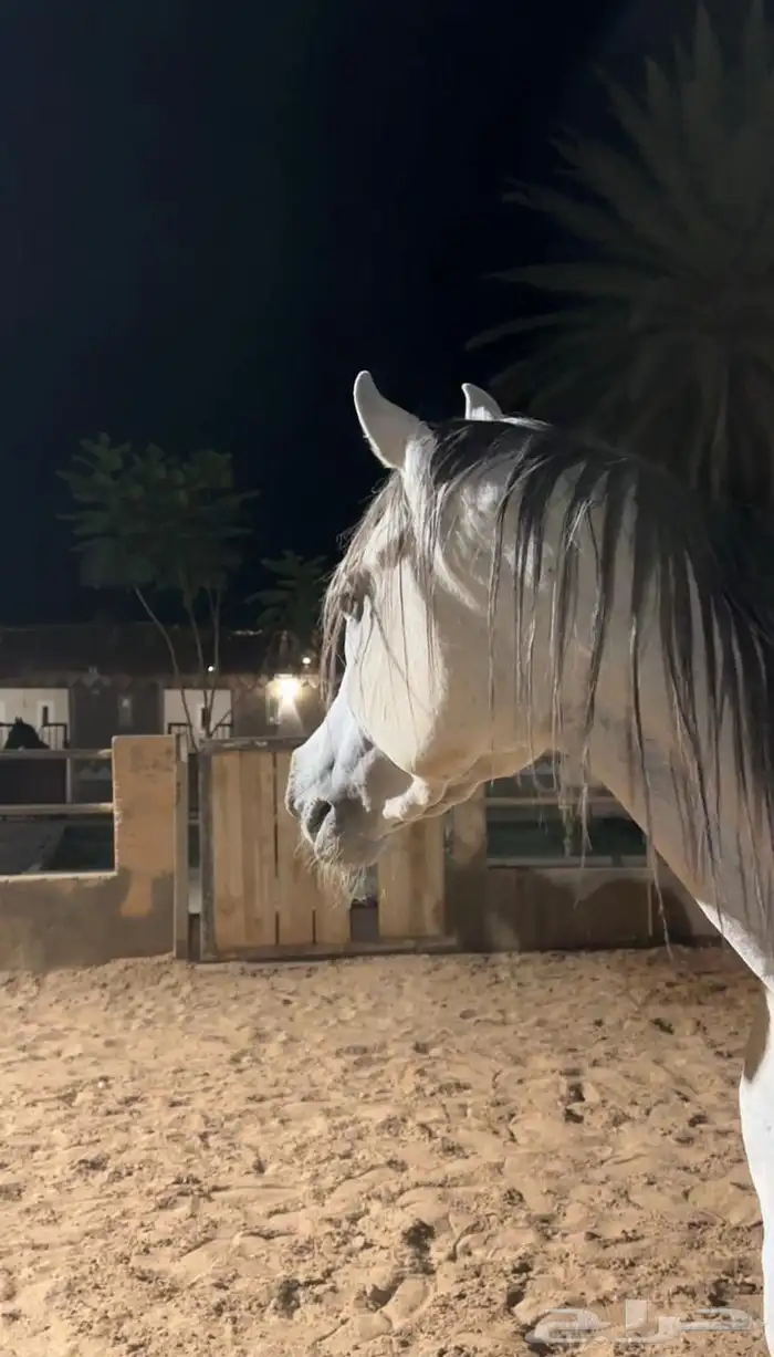 حصان واهو جمال السوم 6 والحد قريب بالحيل 3