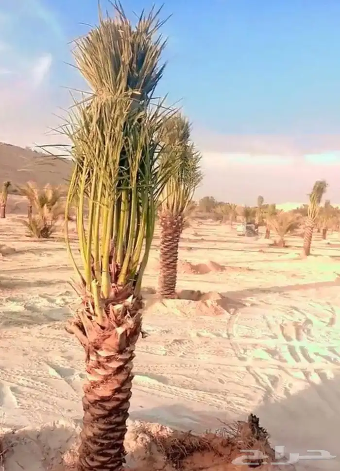 جميع أنحاء المملكة العربية السعودية 0