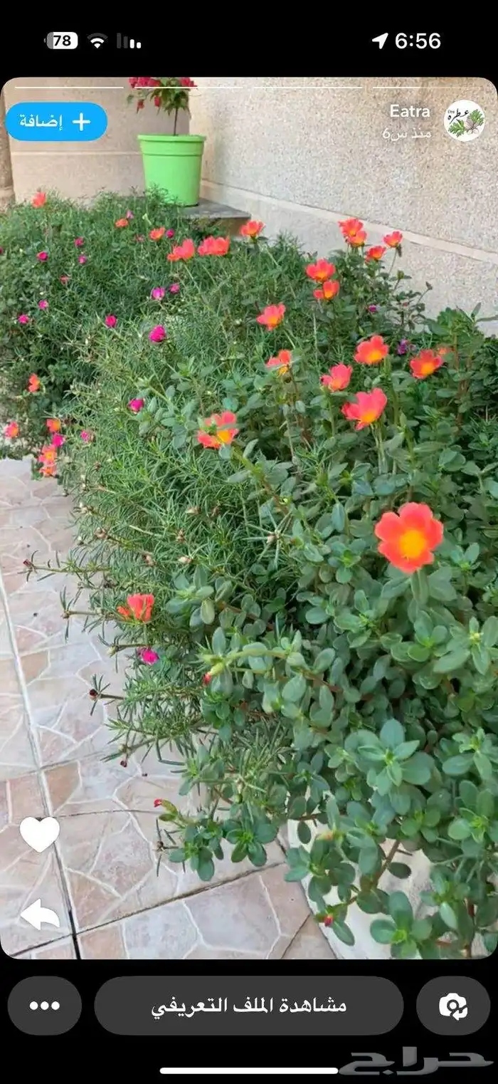 تنسيق حدائق منزليه وصيانتها وبيع الشتلات 9