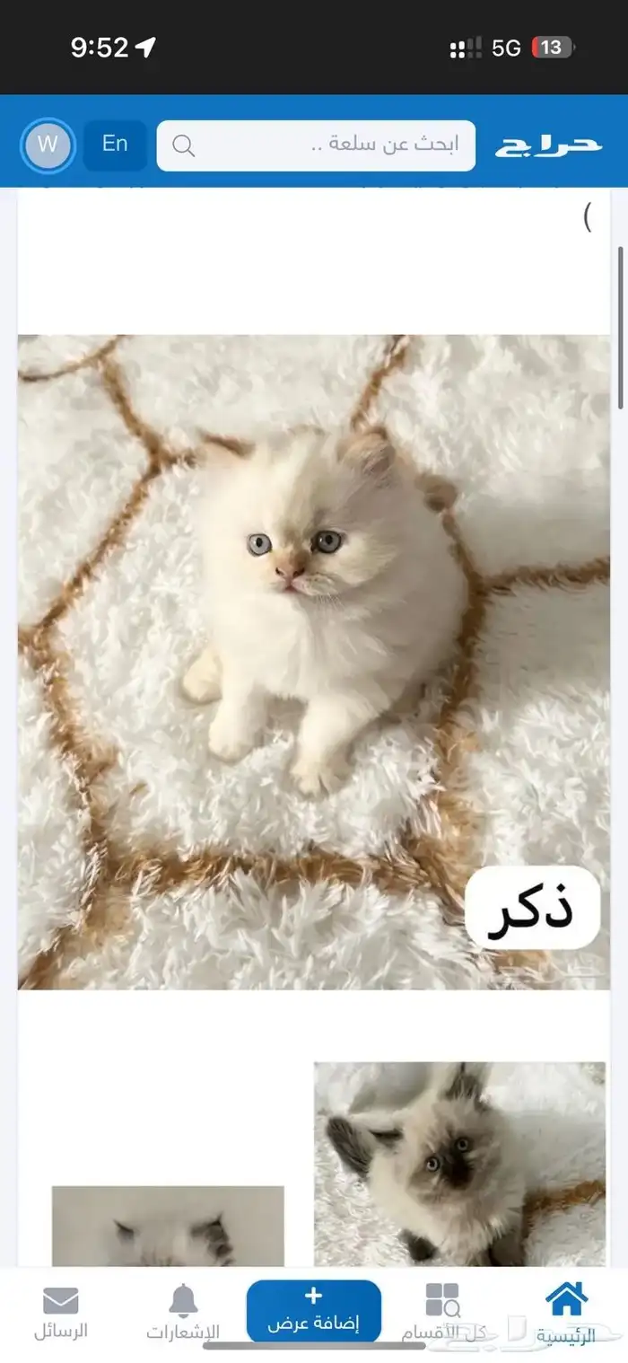 قطط هملايا للبيع 0