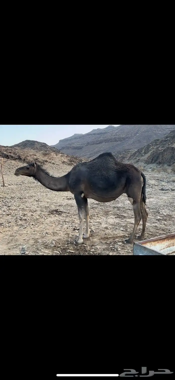 بكار لقحات قريب يولدن 1