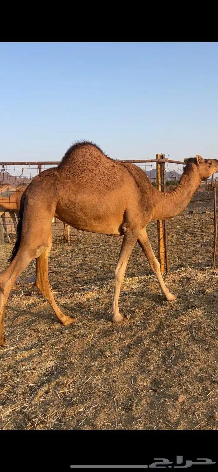 بكره حمراء ع ضراب الحد 6800 1