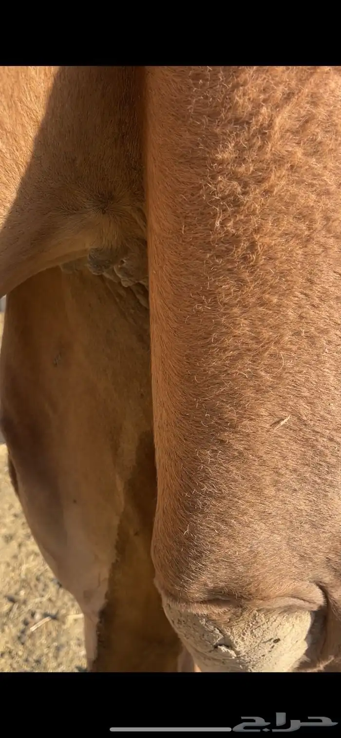 بكره حمراء دهماء مقنوي الحد 7500 4