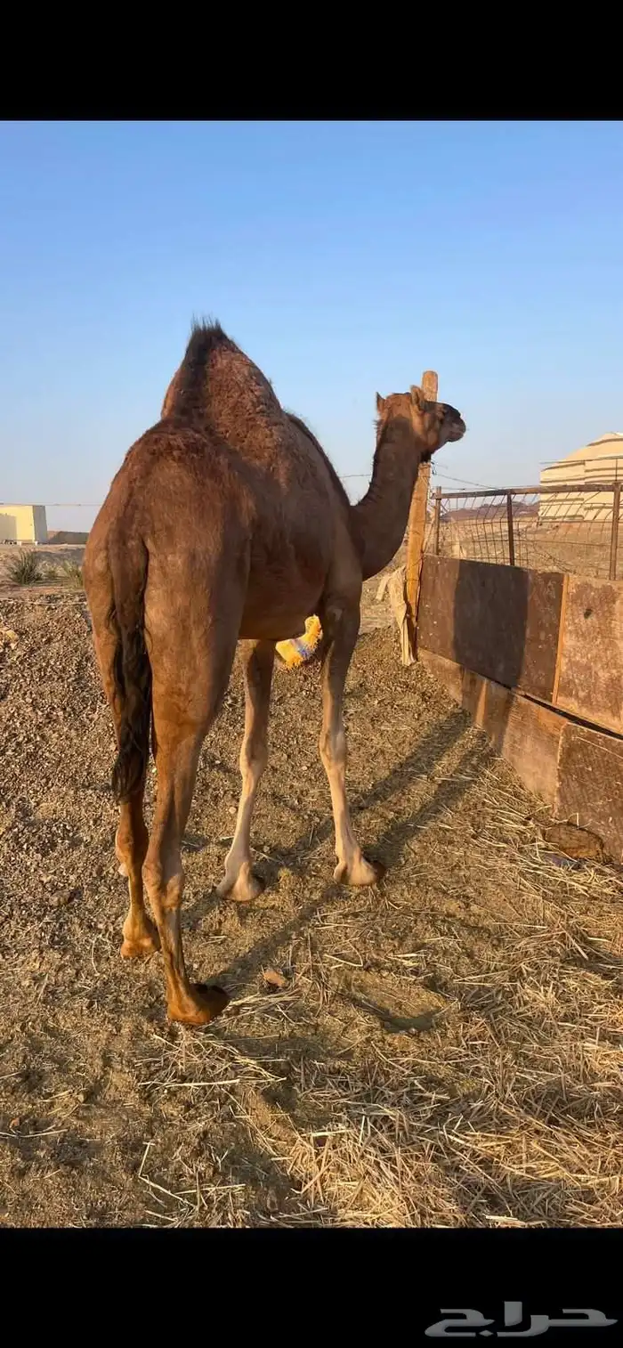 بكره حمراء ع ضراب الحد 6800 0