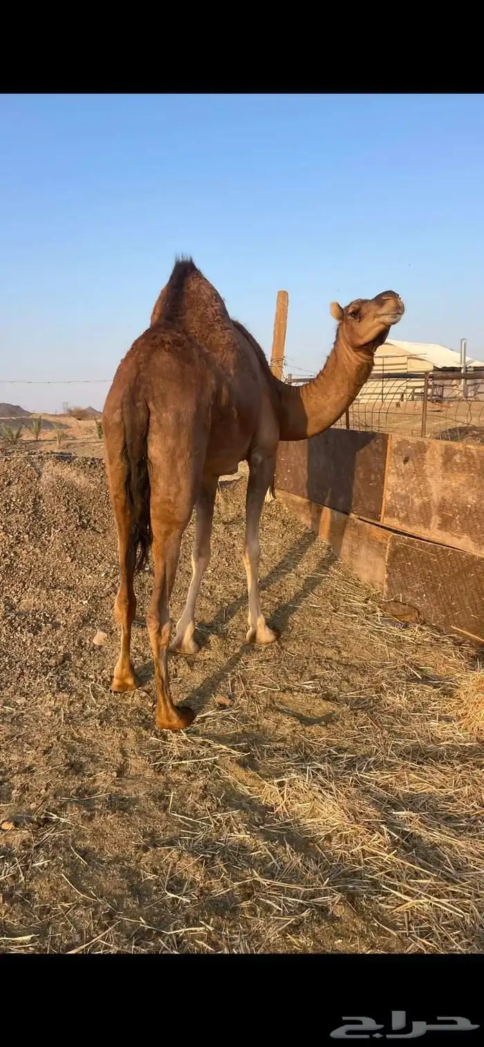 بكره حمراء ع ضراب الحد 6800 2