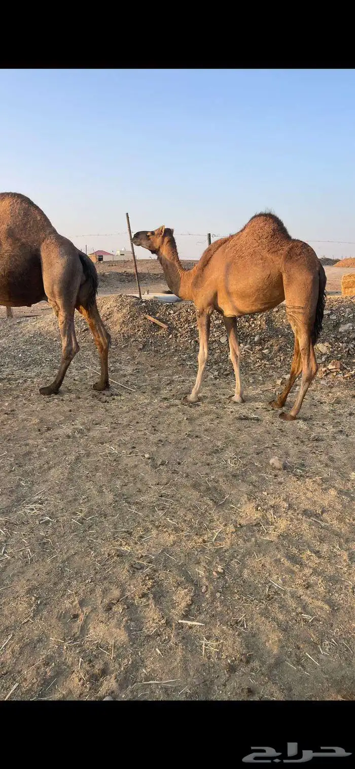 بكره حمراء ع ضراب الحد 6800 3