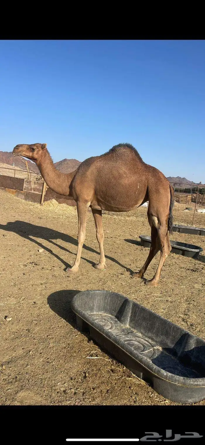 بكره حمراء دهماء مقنوي الحد 7500 0