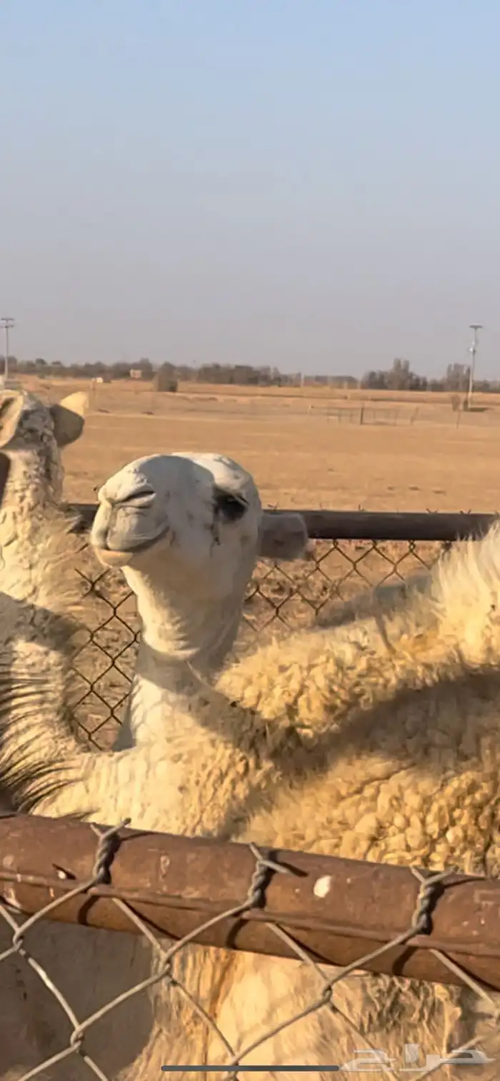 ثلاث عشاير ولقحه 3