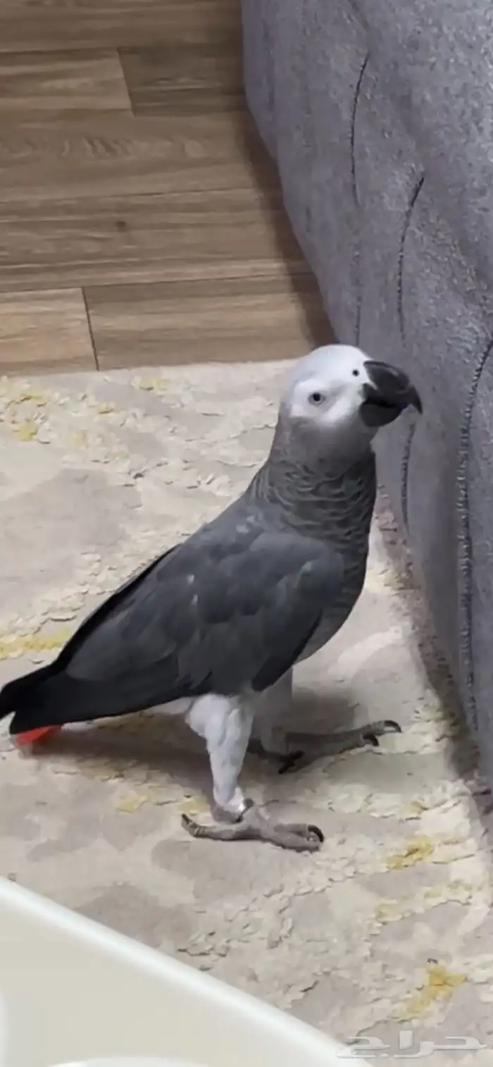 ببغاء كاسكو مفقود الله لا يسامح ولا يحلل اللي اخذه او باعه 0