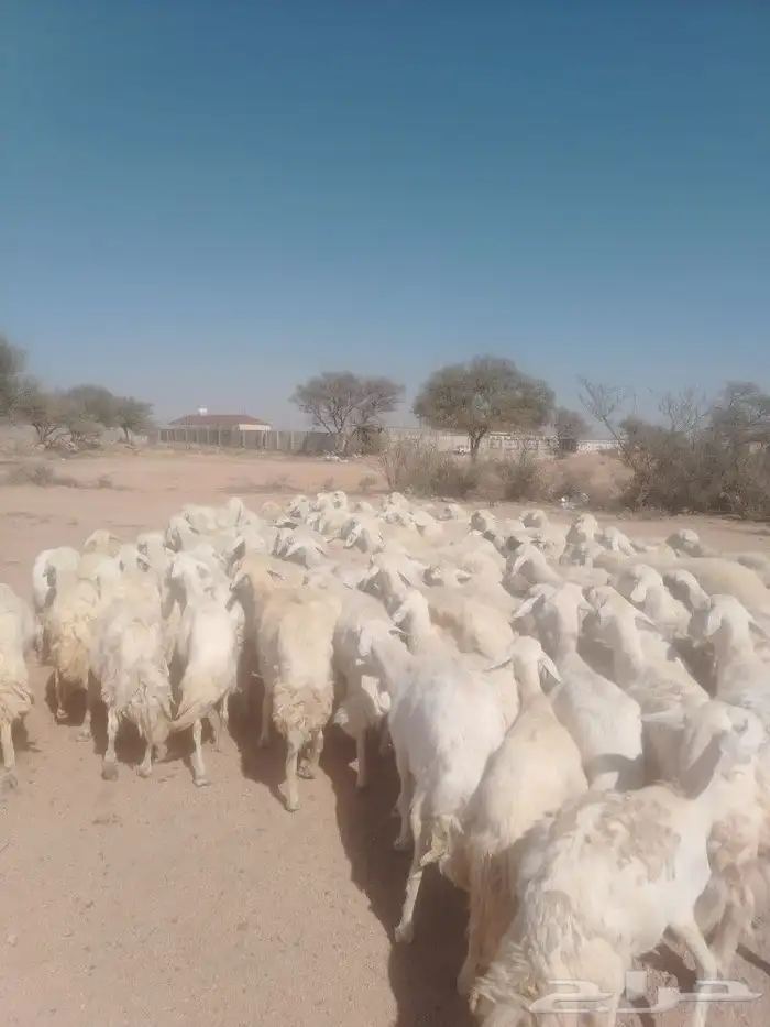 غنم حريه حرش مراح وحد قطعه وحده العداد 92 3