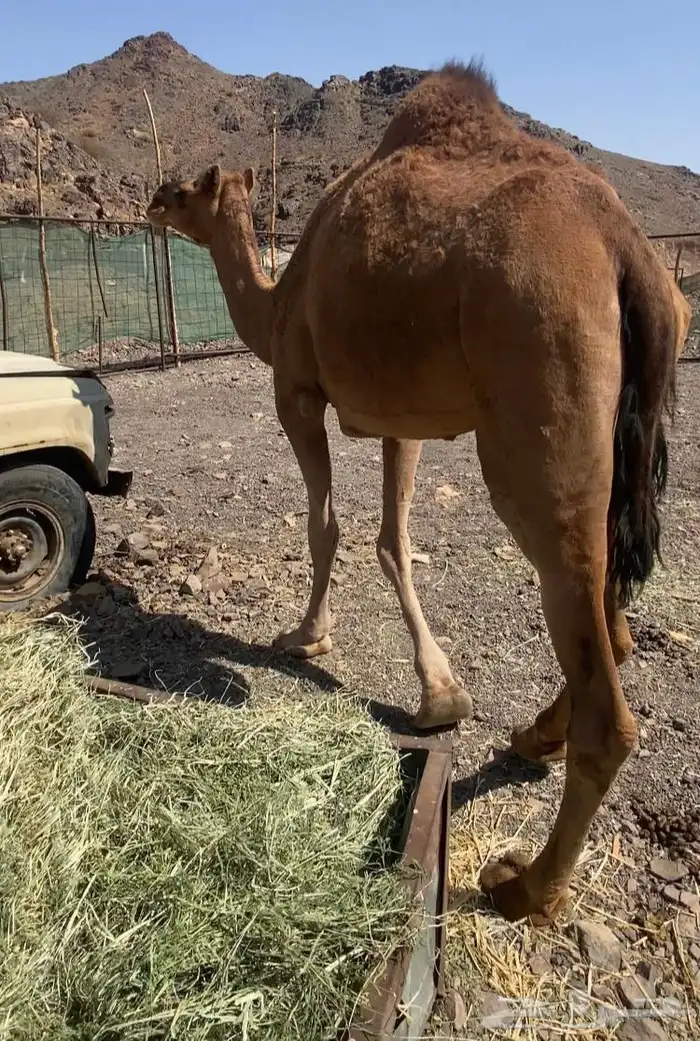 ناقه حمر طيبه تم البيع 1