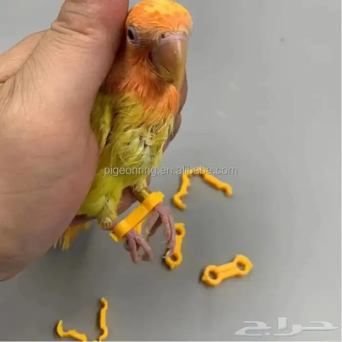 بياضات ومستلزمات ببغاء وطيور مغردة 11