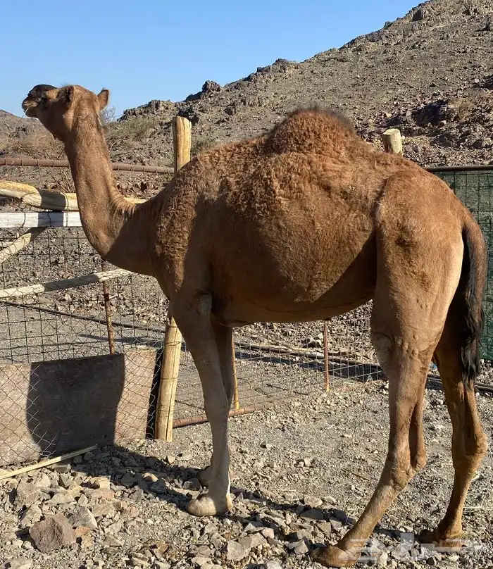 ناقه حمر طيبه تم البيع 0