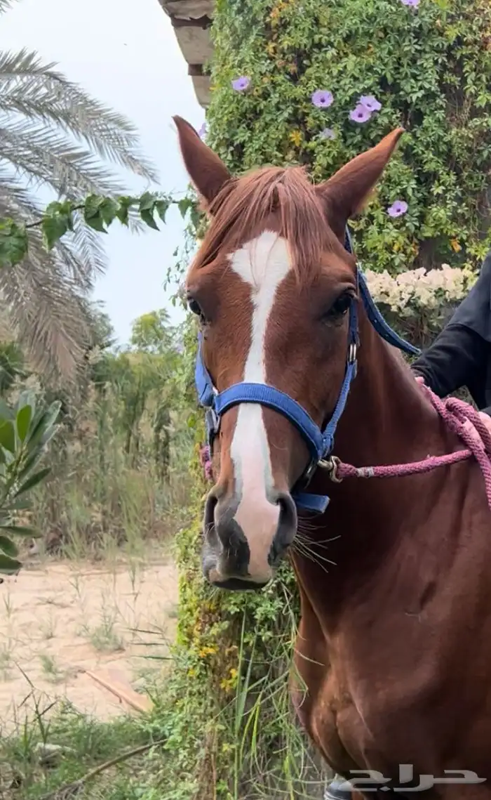 حصان للبيع 1