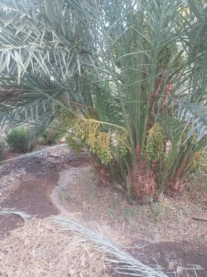 نخل للبيع 3