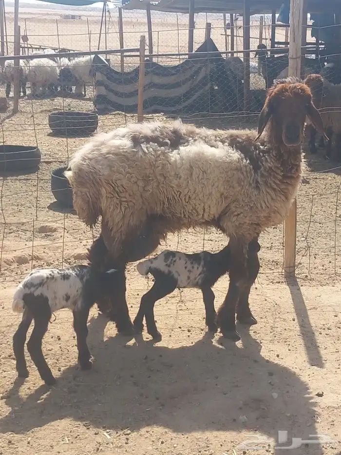 مطافيل 0
