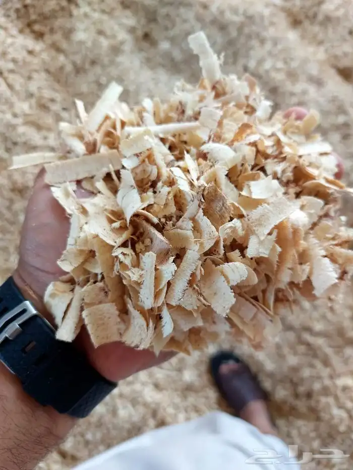 نشاره خشب الدجاج 0