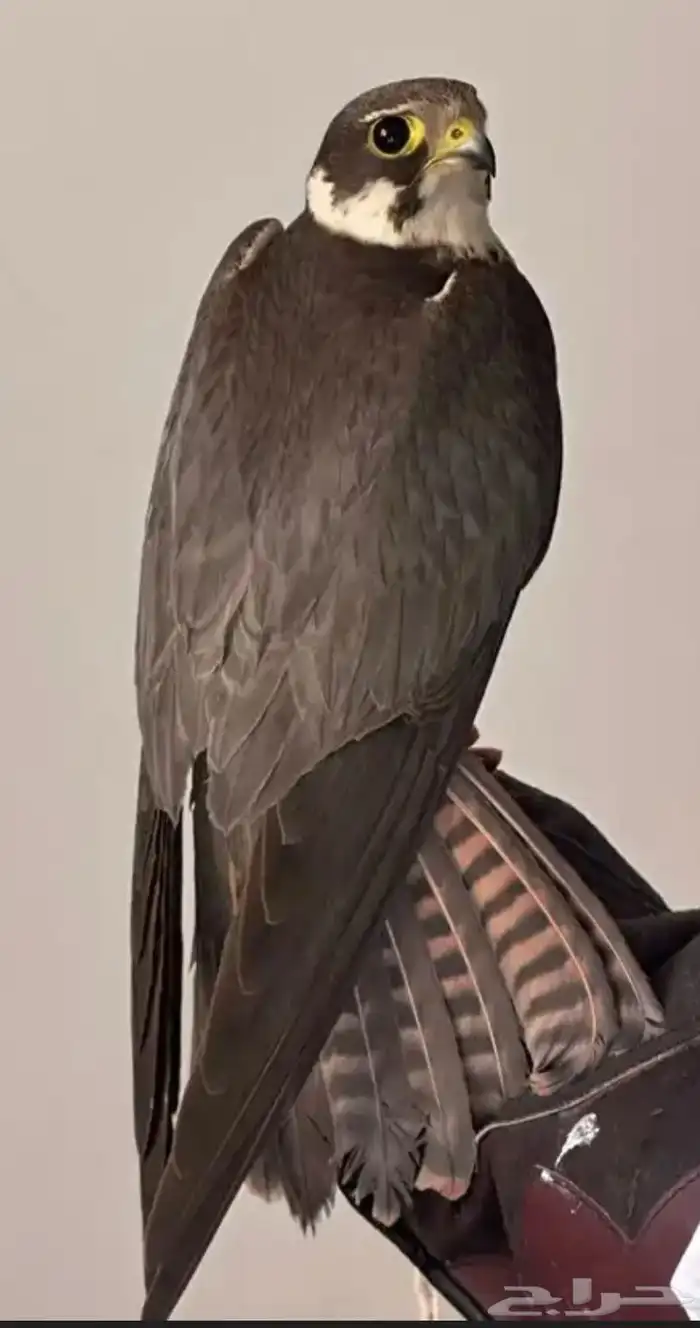 مطلوب بكه أو شبوط ب المجمعه 0