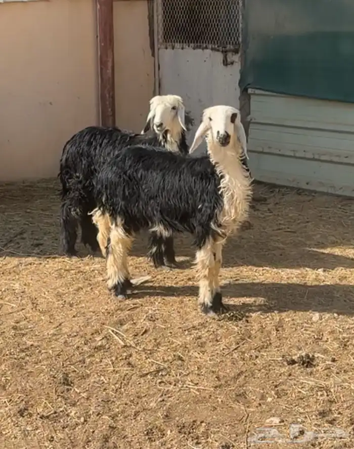 شياه جذعات متابيع وبهم نجد 5