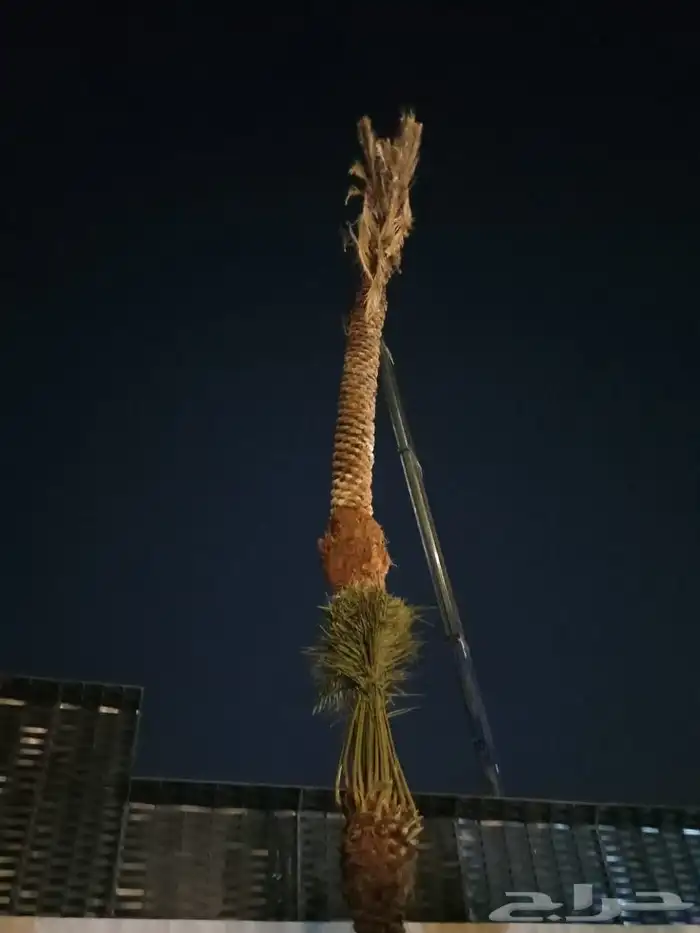 يوجد لدينا نخل عربي و شنطني 1