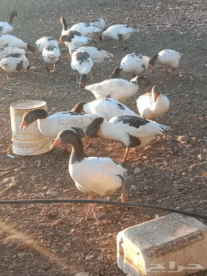 وز للبيع 0