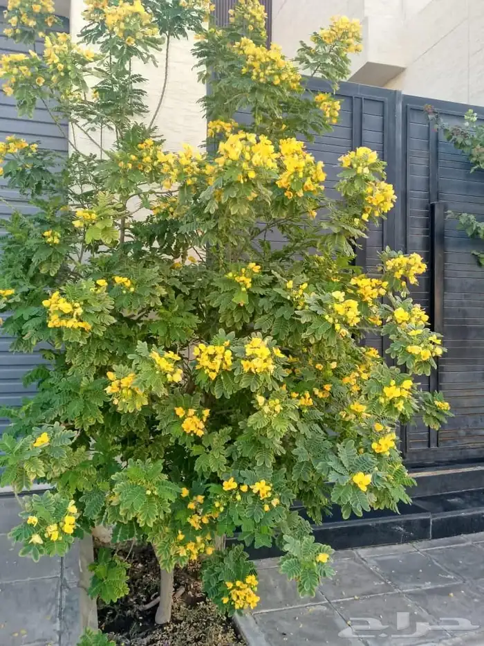 تنسيق حدائق 3