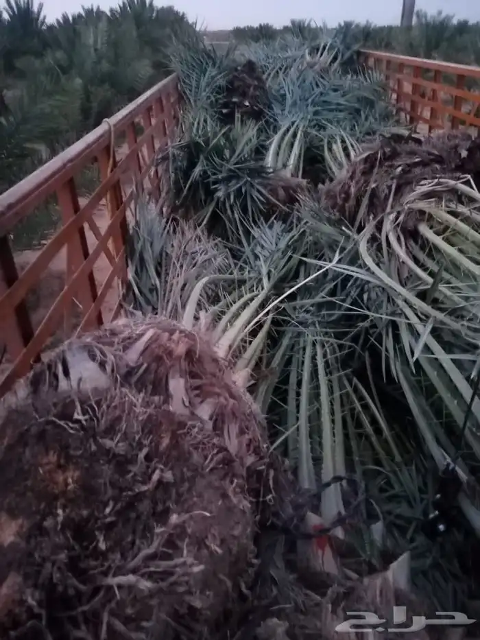 فروخ جثايث نقايل حيش فسايل للبيع 6