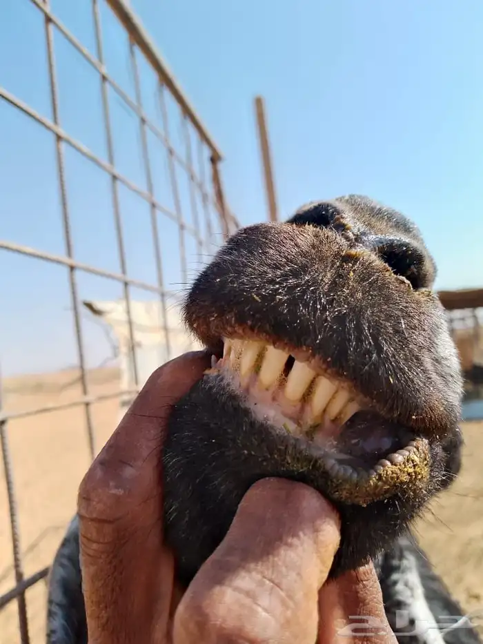 عنز عارضيه والد معها تيس 2