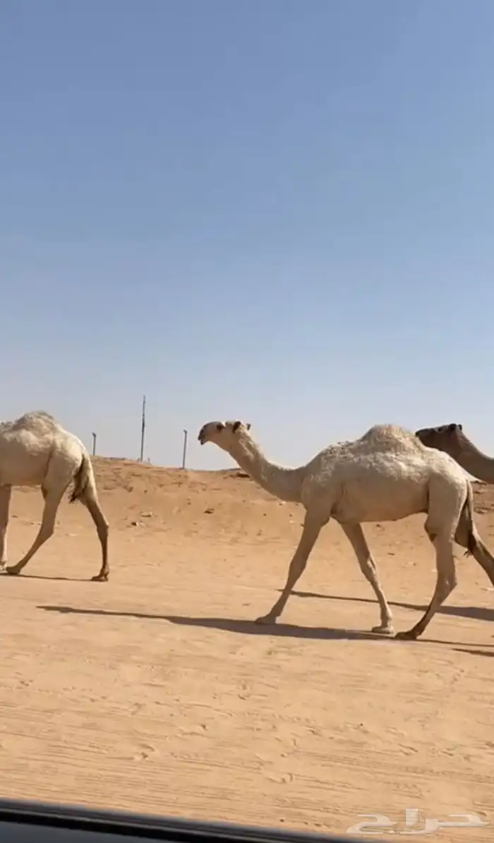 قعود مشروع فحل للبيع القناي وأطيب من التصوير شرط 2