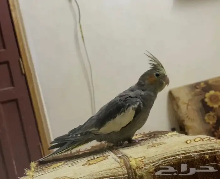 للبيع ببغاء كروان 1