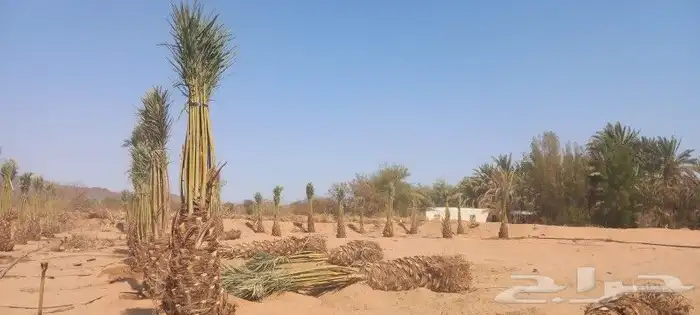 نخل للبيع متر ونص ومترين برني العلا وروثانه 0