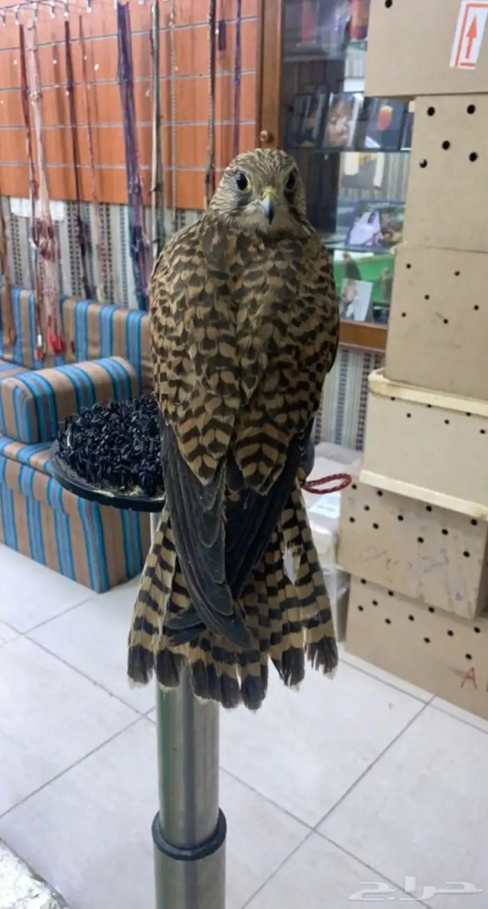 مطلوب بكه أو شبوط ب المجمعه 1