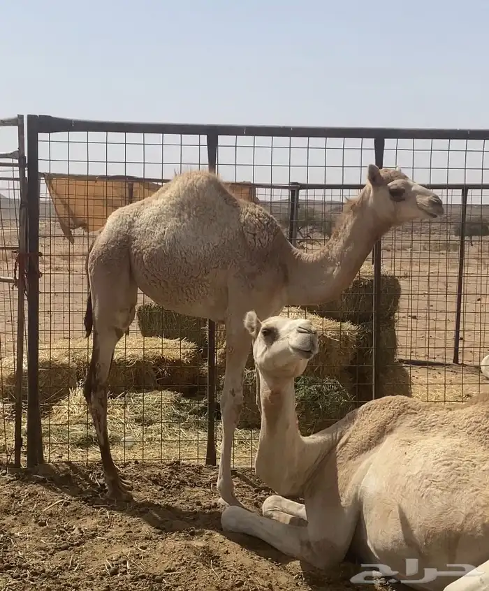 بكره هجن مفروده ضعط عالي 1