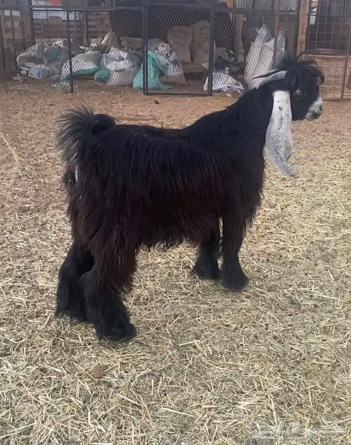 تيس عارضي مخصي ذبيحة 1