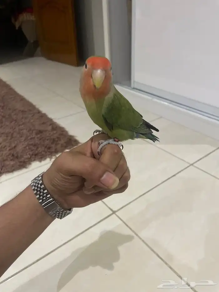 جوز روز اليف للبيع 2