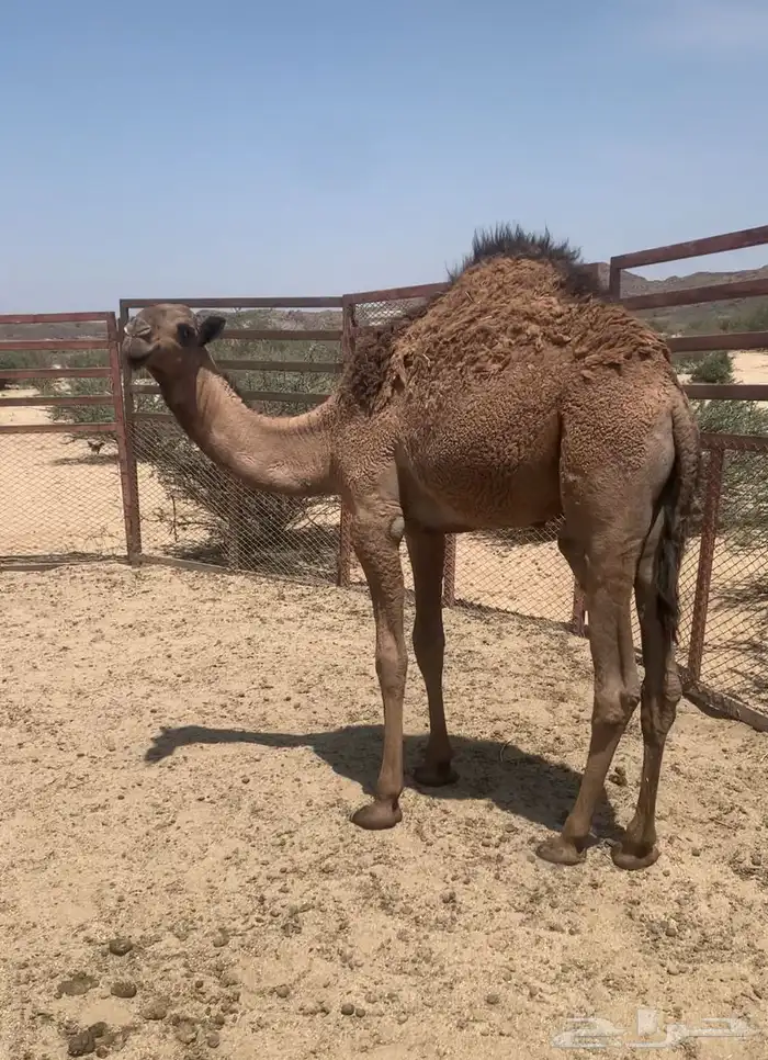 قعدان 4 ع حليب 2