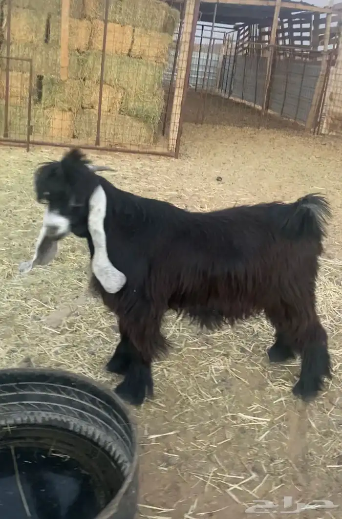 تيس عارضي مخصي ذبيحة 3