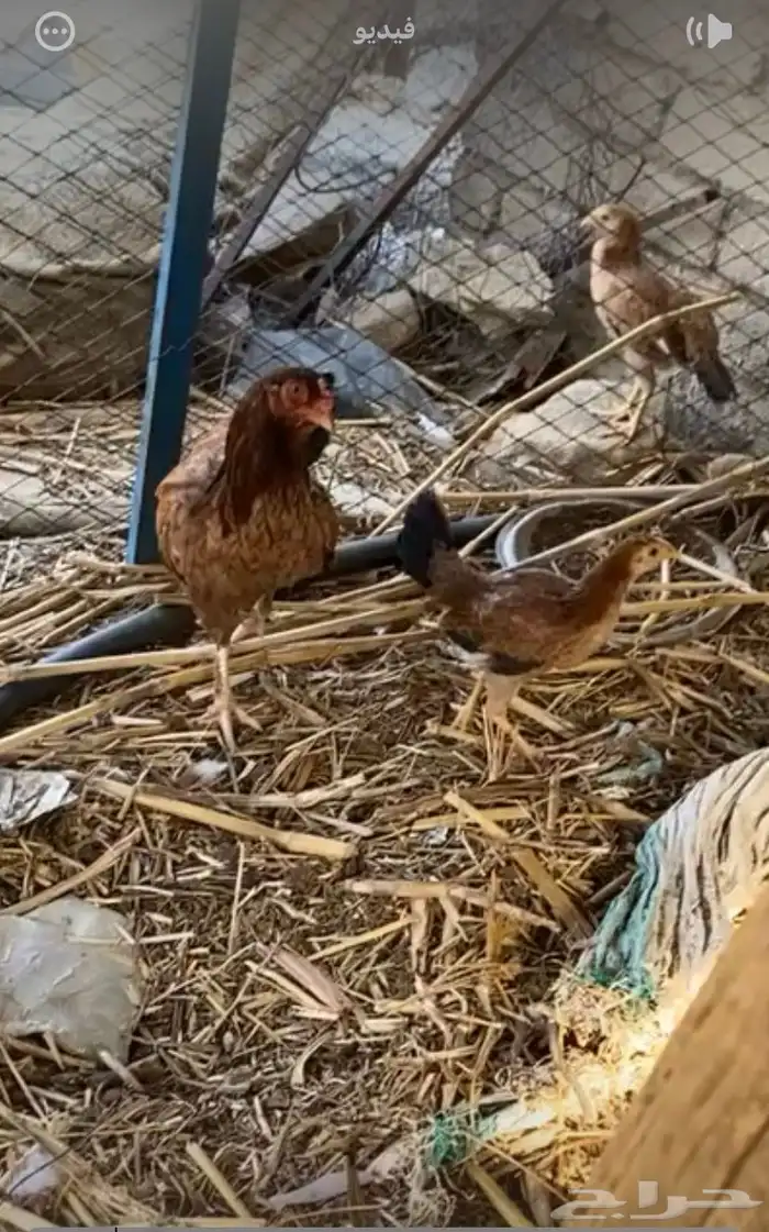 دجاج تحضن وانتجها في الصوره 3