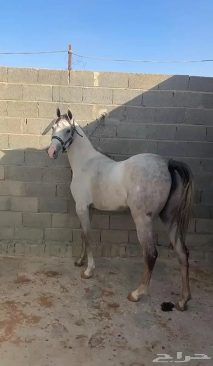 مهره شعبيه 1