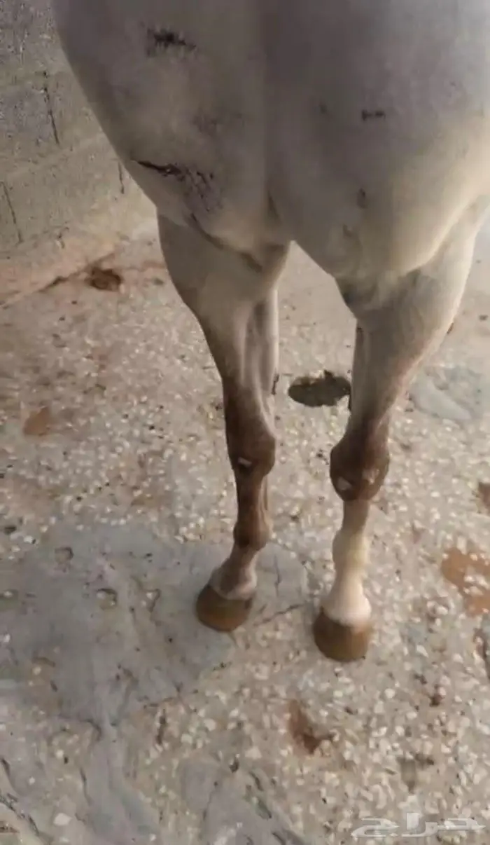 مهره شعبيه 3