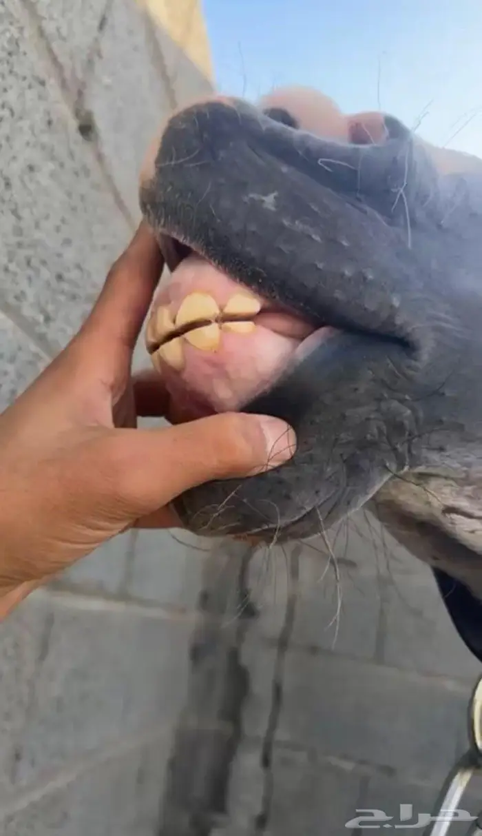 مهره شعبيه 2