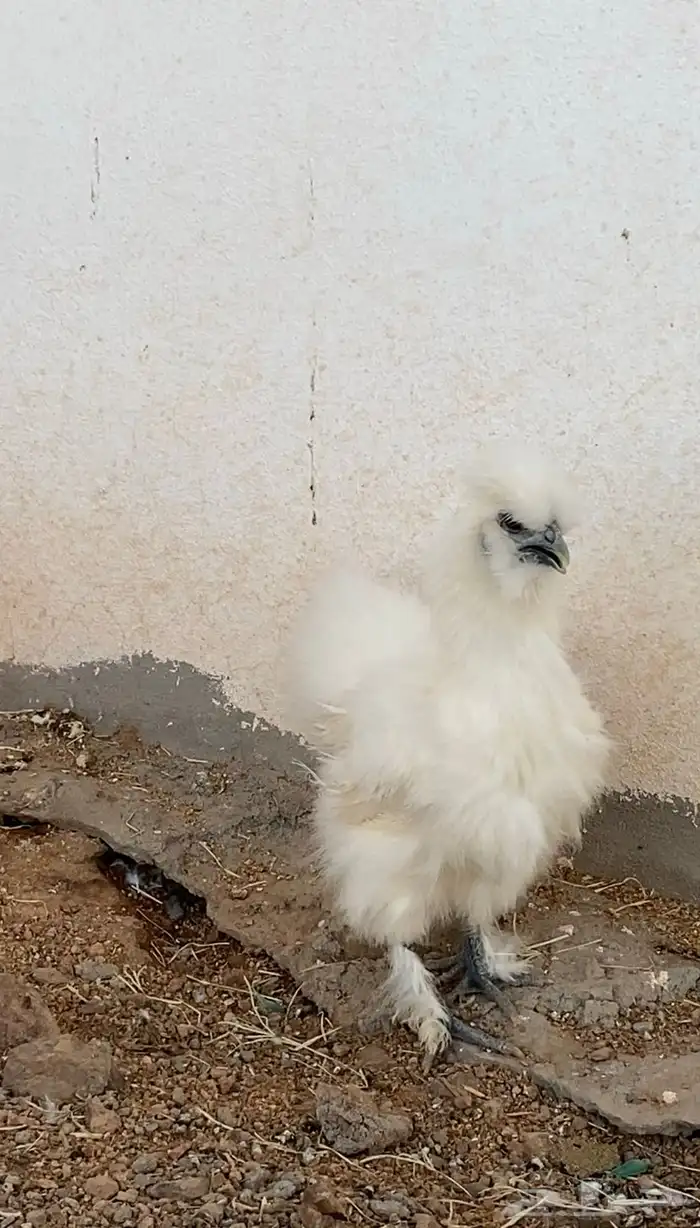 طقم دجاج قطني 1