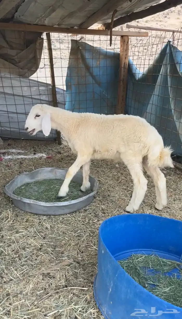 طلي ذبيحه 2