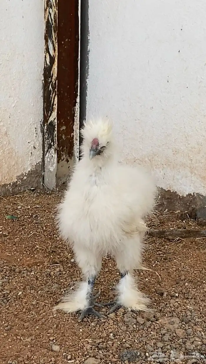 طقم دجاج قطني 0